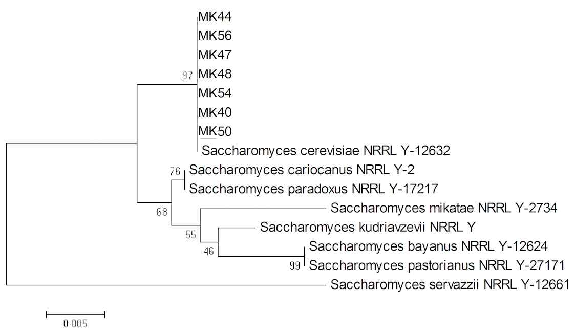 효모균주들의 동정을 위한 분류 계통도