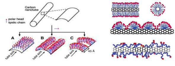 탄소나노튜브 표면위에 가능한 정령방법 모식도