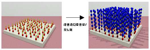 p-aramid 와 PET 복합 여과체의 기능화와 리빙 라디칼법을 이용한 그라프트 고분자의 합성의 3차원 시뮬레이션 모식도
