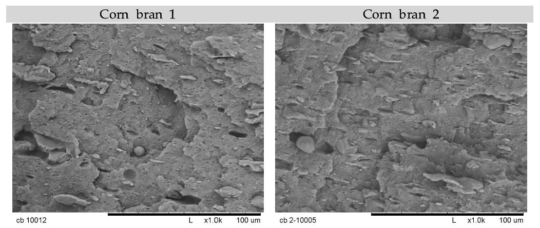 옥심용기의 SEM Image(X1,000 Magnification)