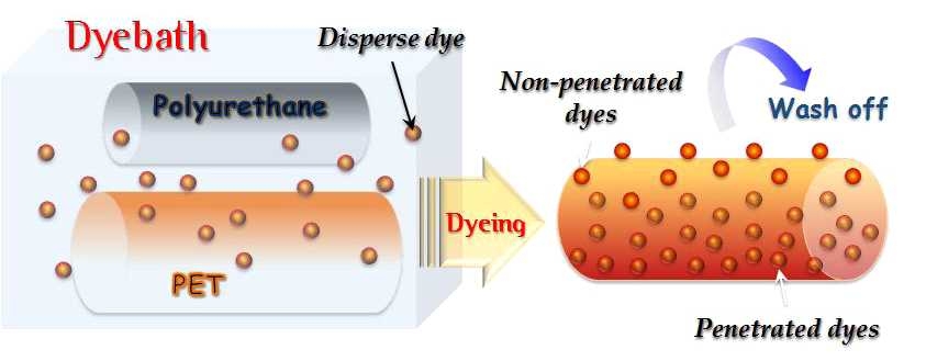 폴리에스테르/스판덱스 혼용섬유의 분산염료 염색 과정