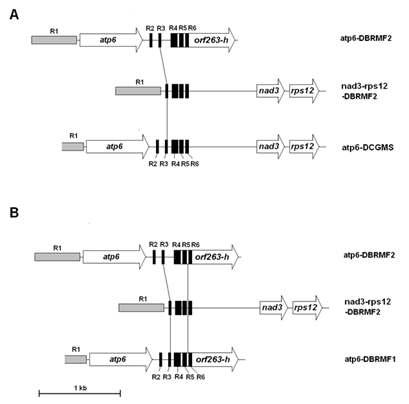3가지 다른 mitotype(DBRMF1, DBRMF2, DCGMS)에서 atp6 유전자 주변의 미토콘드리아 유전체 구조 비교 분석