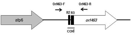 orf463 주변의 유전자 구조.