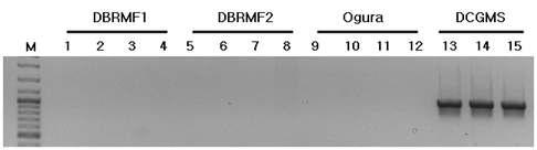 무의 mitotype에서 PCR을 통한 4가지 orf463 유전자의 존재 유무 확인