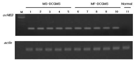 orf463 유전자의 RT-PCR 결과. internal control로 actin 유전자 사용, M; 1Kb Leader, 1~5 lane; male-sterile DCGMS plants, 6~10 lane; male-fertile DCGMS plants, 11 lane; male-fertile normal cytoplasm(DBRMF1) plant.