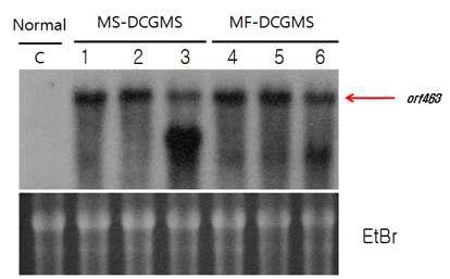 orf463 유전자의 Northern blot 결과 (loading control로 EtBr 사용). C; male-fertile normal cytoplasm(DBRMF1) plant, 1~3 lane; male-sterile DCGMS plants, 4~6 lane; male-fertile DCGMS plants.
