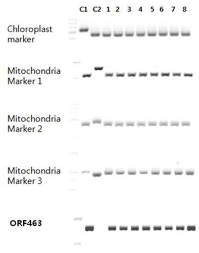미콘드리아/엽록체 식별 마커 및 orf463 유전자를 이용한 DCGMS와 양배추의 원형질체 융합 양배추 식물체 재분석.