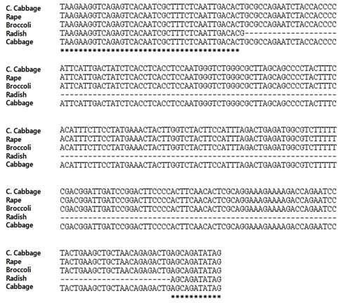 무 1-2. (DCGMS), 양배추, 유채, 브로콜리, 배추의 미토콘드리아에서 ccmc/Nad2 intergenic region 염기서열 분석.