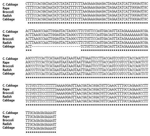 무(DCGMS), 양배추, 유채, 브로콜리, 배추의 미토콘드리아에서 rps4/Nad7 intergenic region 염기서열 분석.