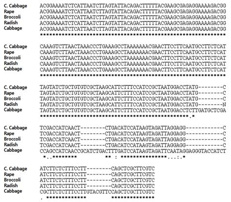 무 1-4. (DCGMS), 양배추, 유채, 브로콜리, 배추의 미토콘드리아에서 Nad1/orf122 intergenic region 염기서열 분석.