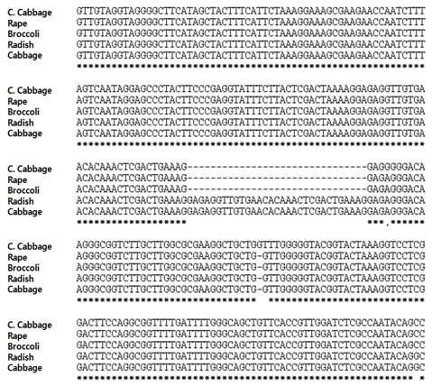 무(DCGMS), 양배추, 유채, 브로콜리, 배추의 미토콘드리아에서 TrnY/TrnD intergenic region 염기서열 분석.