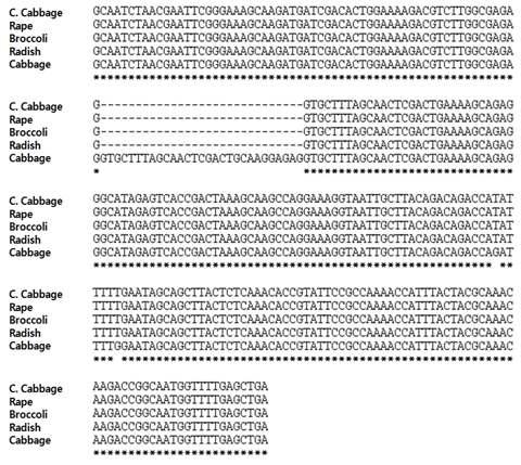 무 1-6. (DCGMS), 양배추, 유채, 브로콜리, 배추의 미토콘드리아에서 TrnM/Atp4 intergenic region 염기서열 분석.