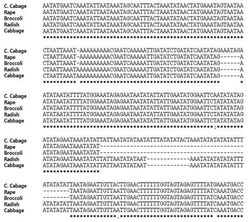 무(DCGMS), 양배추, 유채, 브로콜리, 배추의 엽록체에서 ycf6/TrnG intergenic region 염기서열 분석.