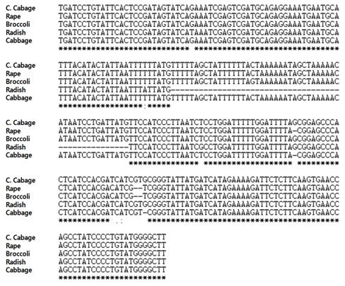 무(DCGMS), 양배추, 유채, 브로콜리, 배추의 엽록체에서 PetB/PetD intergenic region 염기서열 분석.