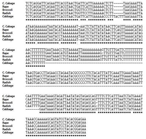 무(DCGMS), 양배추, 유채, 브로콜리, 배추의 엽록체에서 psbE/Orf31 intergenic region 염기서열 분석.