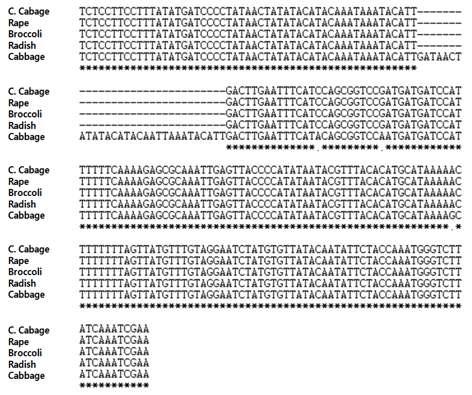 무(DCGMS), 양배추, 유채, 브로콜리, 배추의 엽록체에서 accD/ycf10 intergenic region 염기서열 분석.