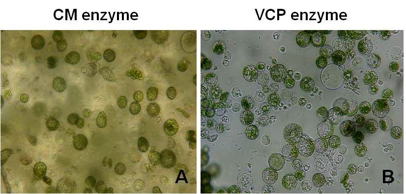 무 자엽으로부터 원형질체 분리체계 확립. A: 2% cellulase R10 + 0.5% macerozme (Yakult) 용액; B: Viscozyme, celluclast 및 pectinEX (Novozyme) 혼합 용액.