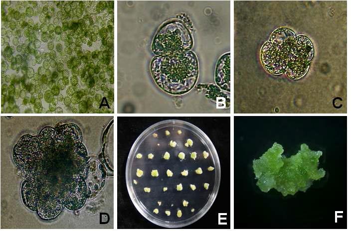 유채 자엽유래 원형질체 배양체계 확립. A: Freshly isolated protoplast; B: First cell division; C: Second cell division; D: Cell colony formation; E: Microcalli formation; F: Shoot induction from protoplast-derived green callus.
