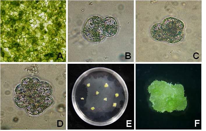 배추 자엽유래 원형질체 배양체계 확립. A: Freshly isolated protoplast; B: First cell division; C: Second cell division; D: Cell colony formation; E: Microcalli formation; F: Shoot induction from protoplast-derived green callus.
