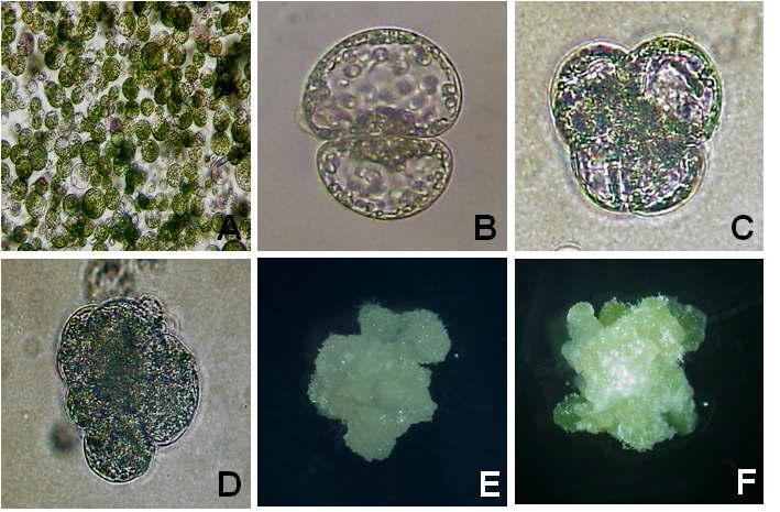 브로콜리 자엽유래 원형질체 배양체계 확립. A: Freshly isolated protoplast; B: First cell division; C: Second cell division; D: Cell colony formation; E: Microcalli formation; F: Shoot induction from protoplast-derived green callus.