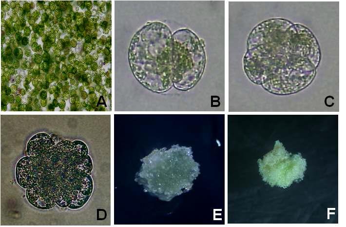 양배추 자엽유래 원형질체 배양체계 확립. A: Freshly isolated protoplast; B: First cell division; C: Second cell division; D: Cell colony formation; E: Microcalli formation; F: Shoot induction from protoplast-derived green callus.