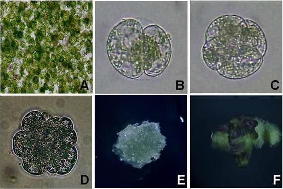 양배추 자엽유래 원형질체 재생체계 확립. A: Freshly isolated protoplast; B: First cell division; C: Second cell division; D: Cell colony formation; E: Microcallus formation; F: Shoot induction from protoplast-derived green callus.