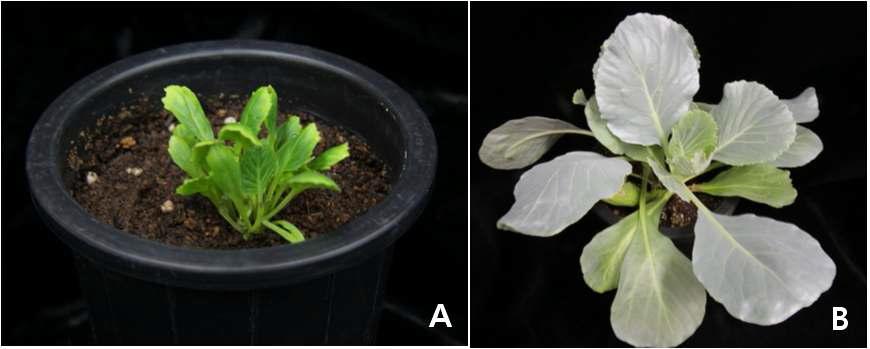 양배추 원형질체 유래 callus로부터 식물체 재생체계 확립. A: 토양 이식 초기; B: 정상 식물체 재생.