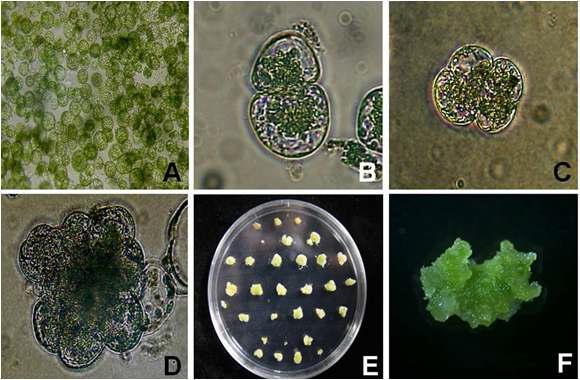 유채 자엽유래 원형질체 재생체계 확립 A: Freshly isolated protoplast; B: First cell division; C: Second cell division; D: Cell colony formation; E: Microcalli formation; F: Green callus formation.
