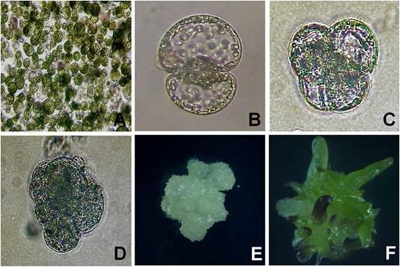 브로콜리 자엽유래 원형질체 재생체계 확립. A: Freshly isolated protoplast; B: First cell division; C: Second cell division; D: Cell colony formation; E: Microcallus formation; F: Shoot induction from protoplast-derived green callus.