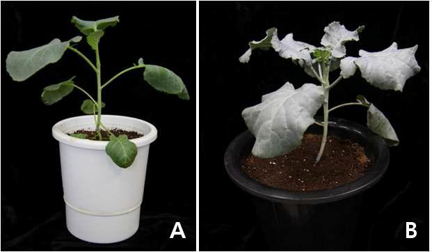 브로콜리 원형질체 유래 callus로부터 식물체 재생체계 확립. A: 토양 이식 초기; B: 정상 식물체 재생.