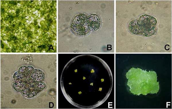 배추 자엽유래 원형질체 재생체계 확립. A: Freshly isolated protoplast; B: First cell division; C: Second cell division; D: Cell colony formation; E: Microcalli formation; F: Green callus formation.