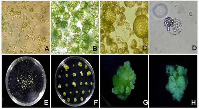 전기적 융합을 이용한 무와 양배추의 원형질체 융합 체계. A: Freshly isolated γ-ray irradiated radish protoplast; B: Cabbage protoplast pre-treated with IOA; C: Fusion cell; D: First cell division; E, F: Microcalli formation; G: Callus formation; H: Shoot induction from protoplast-derived green callus.
