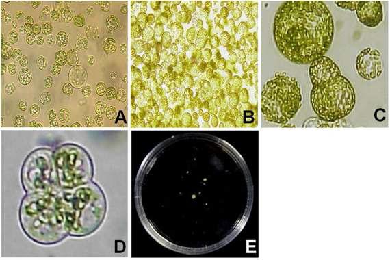 전기적 4-6. 융합을 이용한 무와 유채의 원형질체 융합 체계. A: Freshly isolated γ-ray irradiated radish protoplast; B: Rapeseed protoplast pre-treated with IOA; C: Fusion cell; D: Second cell division; E: Microcalli formation.