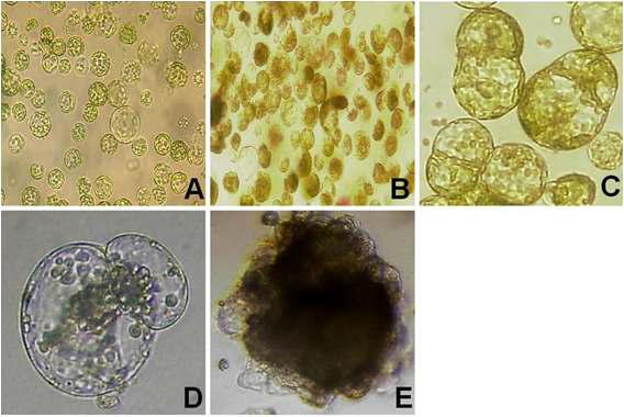 전기적 융합을 4-7. 이용한 무와 브로콜리의 원형질체 융합 체계. A: Freshly isolated γ -ray irradiated radish protoplast; B: Broccoli protoplast pre-treated with IOA; C: Fusion cell; D: First cell division; E: Cell colony formation.