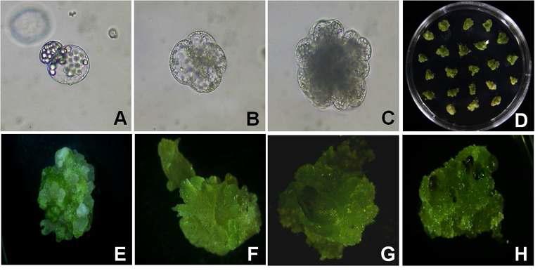무와 양배추 융합 원형질체 재생체계 확립. A: The first cell division of fusion cell; B: The second cell division; C: Cell colony formation; D: Micocalli formation; E: Shoot induction from green callus; F-H: Soot regeneration.