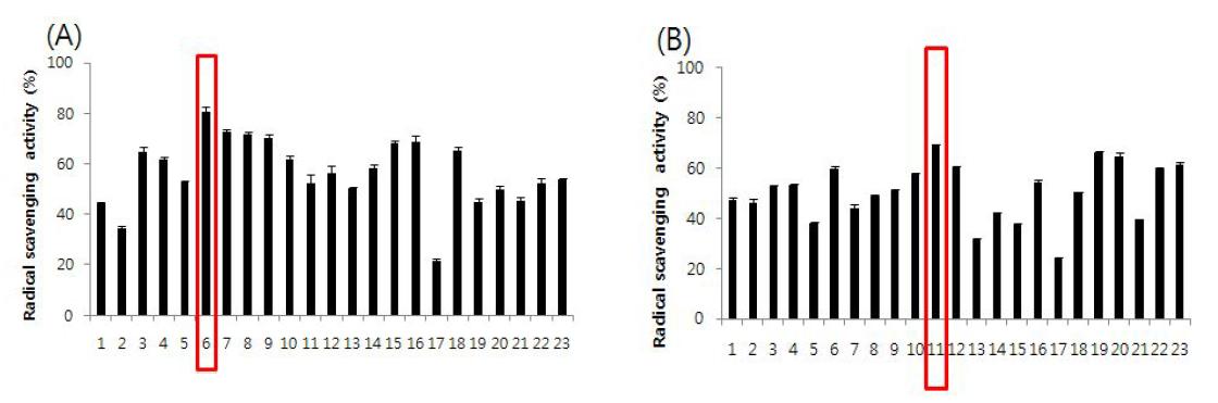 참싸리 추출물 12.5μg/ml의 ABTS실험.(A)잎,(B)줄기.