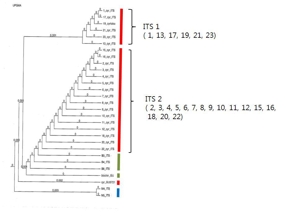 유전자 sequence에 기반한 ITSregiondendrogram.