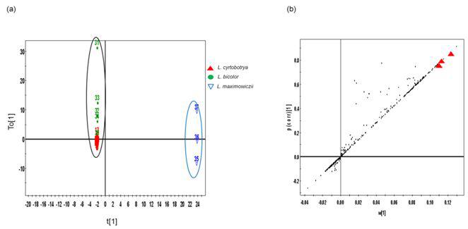 참싸리 종,싸리 종,조록싸리 종의 LC-MS 데이터 셋트로부터 유도된 OPLS-DA scoreplot (a),loadingS-plot(b).선택된 변수 (p<0.01)로부터 유의적으로 차이나는 대사체들은 S-plot상에 빨간 색으로 표시하였음.