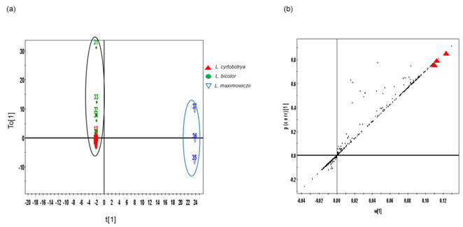 참싸리 종,싸리 종의 LC-MS 데이터 셋트로부터 유도된 OPLS-DA scoreplot(a),loading S-plot(b).선택된 변수 (p<0.01)로부터 유의적으로 차이나는 대사체들은 S-plot상에 빨간색으로 표시하 였다.