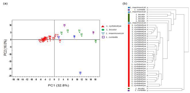 싸리속 식물 줄기 부위의 LC-MS 데이터 셋트로부터 유도된 PCA scoreplot(a),HCAdendrogram(b).