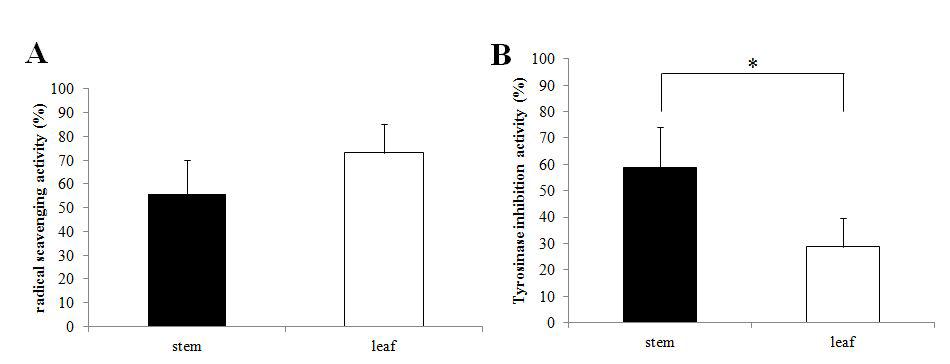 참싸리 잎,줄기의 항산화 활성(A)및 tyrosinase저해 활성(B).