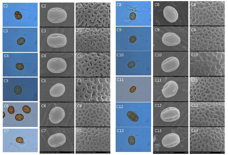 LM andSEM micrographsofpolleninLespedezacyrtobotrya.