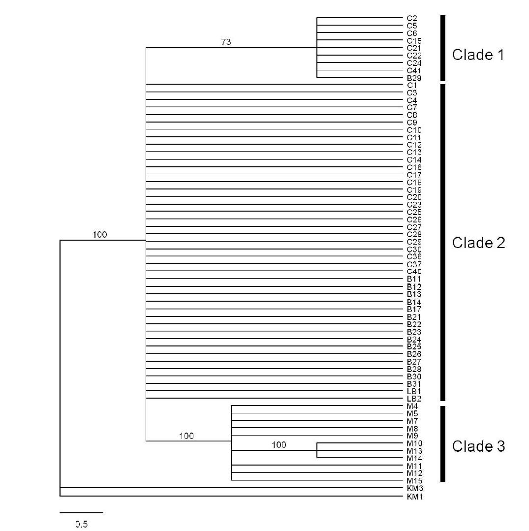 The70% Majorityruletreeofthe99mostparsimonioustreesfrom theparsimonyanalysis