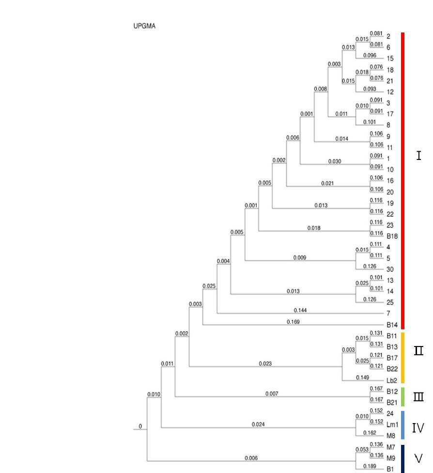 UPGMA phenogram and boostrap ofISSR patern based on Nei–Lidistances(Dicecoeficient).