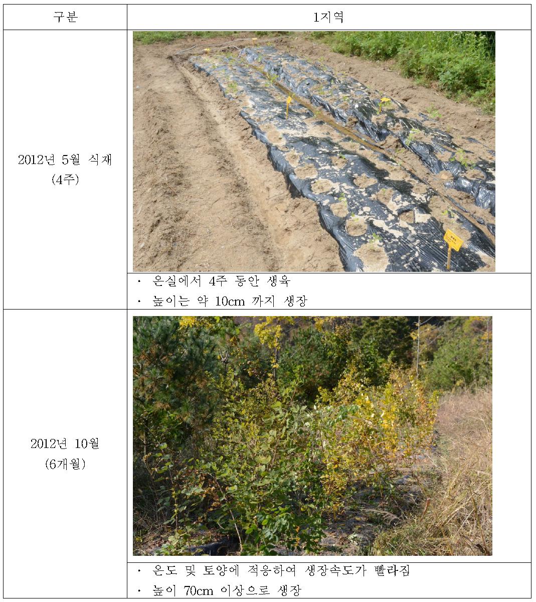 재배지 참싸리의 기간별 생장 양상
