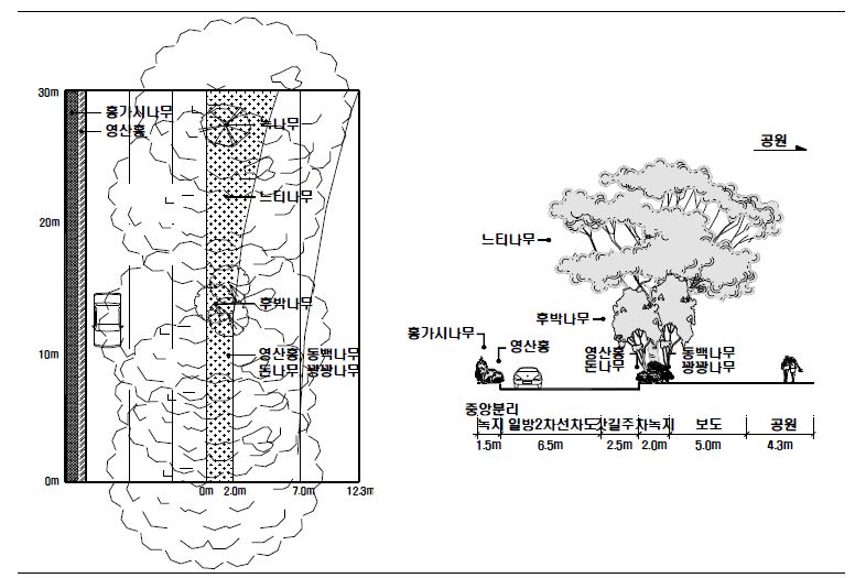 일본 도쿄도 시부야구 요요기공원변(시부야구 3) 느티나무 가로수 수관평면도 및 입면도