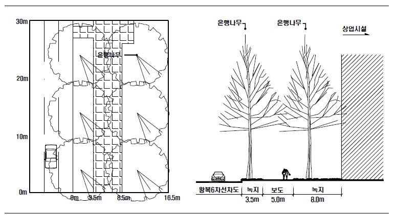 일본 도쿄도 시부야구 신궁외원상업(시설부야구 1) 은행나무 가로수 수관평면도 및 입면도