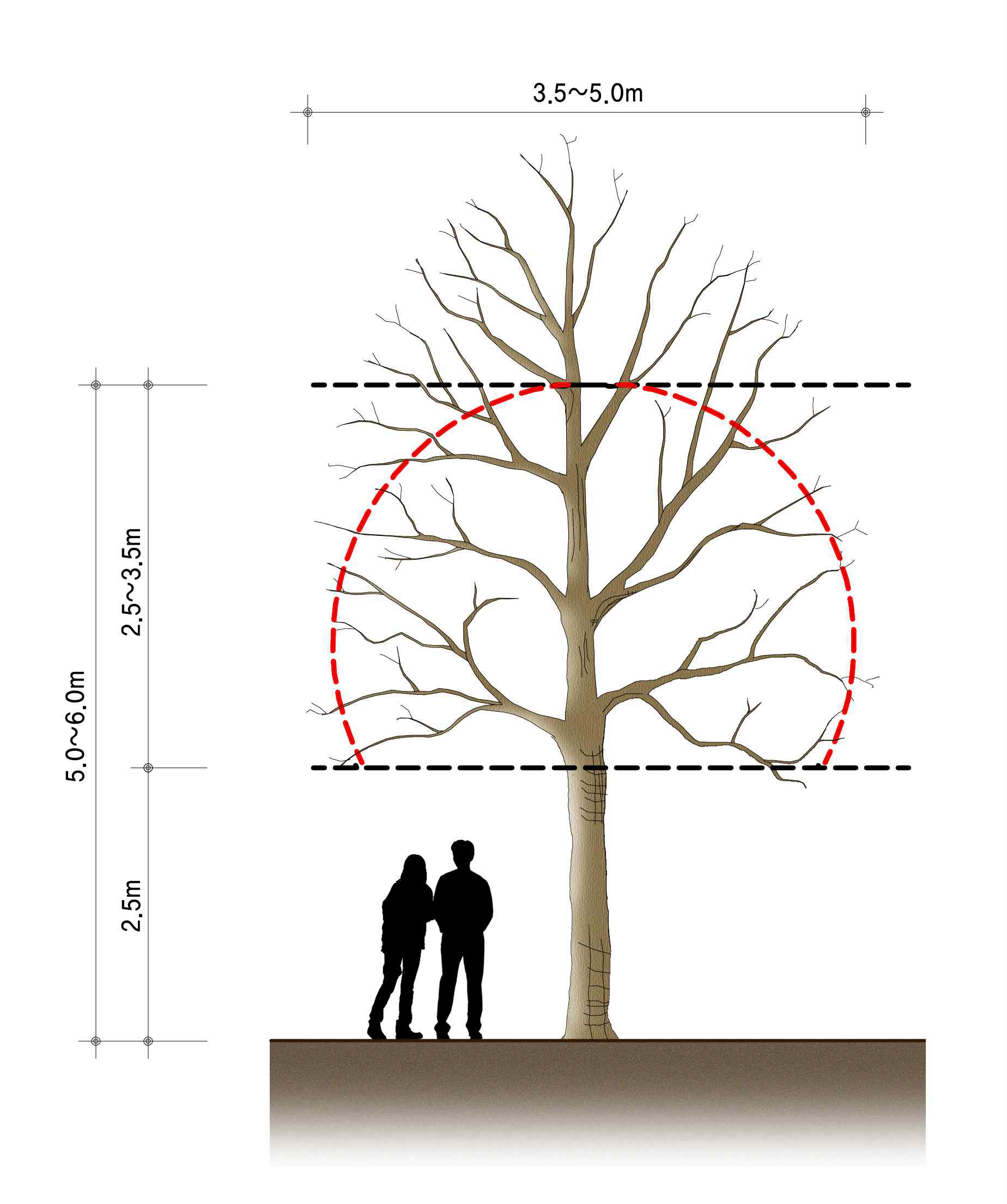 양버즘나무 가로수 목표 수형