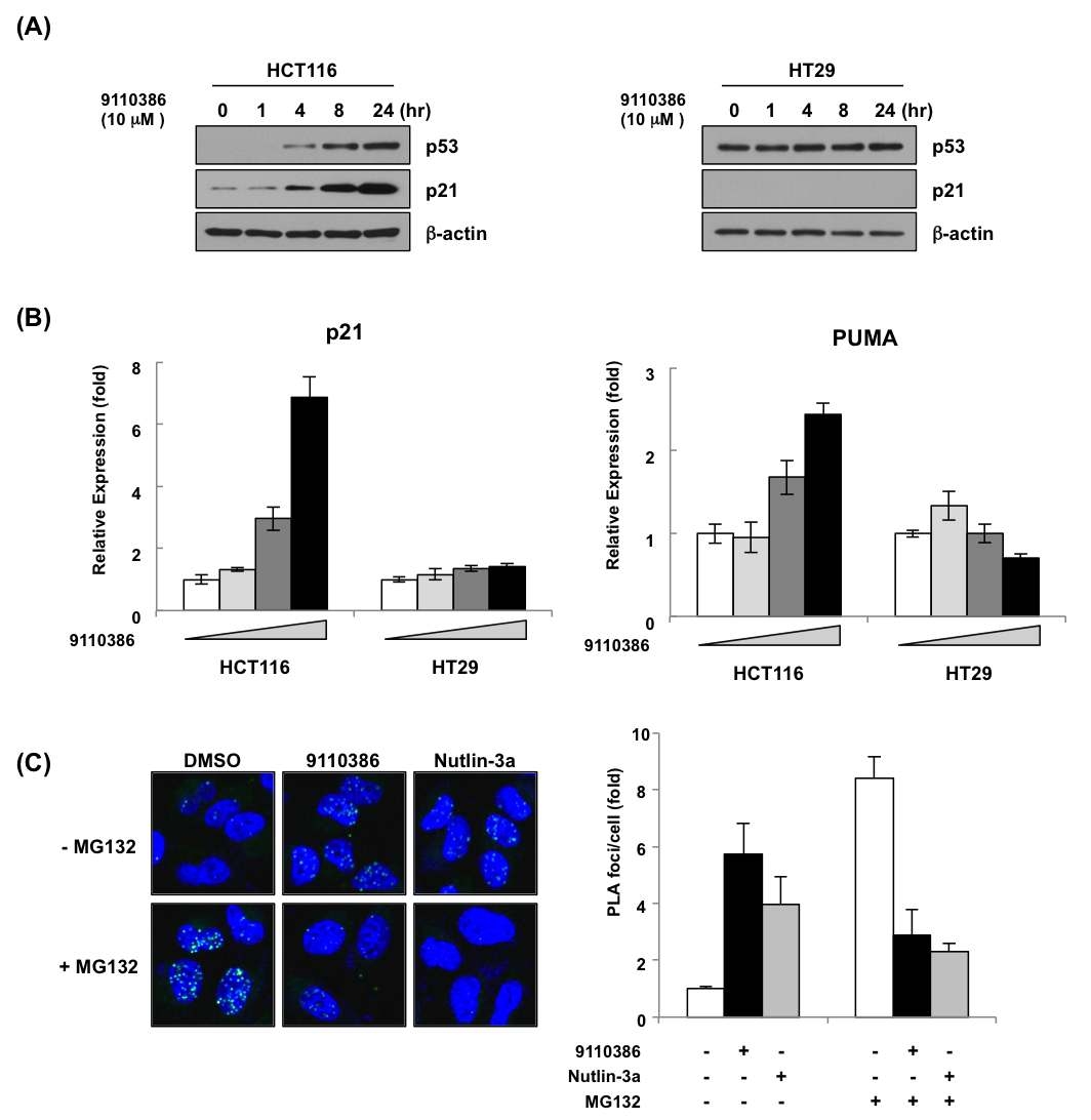 대장암 세포주에서 PTP에 의한 p53의 활성증가 및 MDM2와 상호 작용 억제 확인