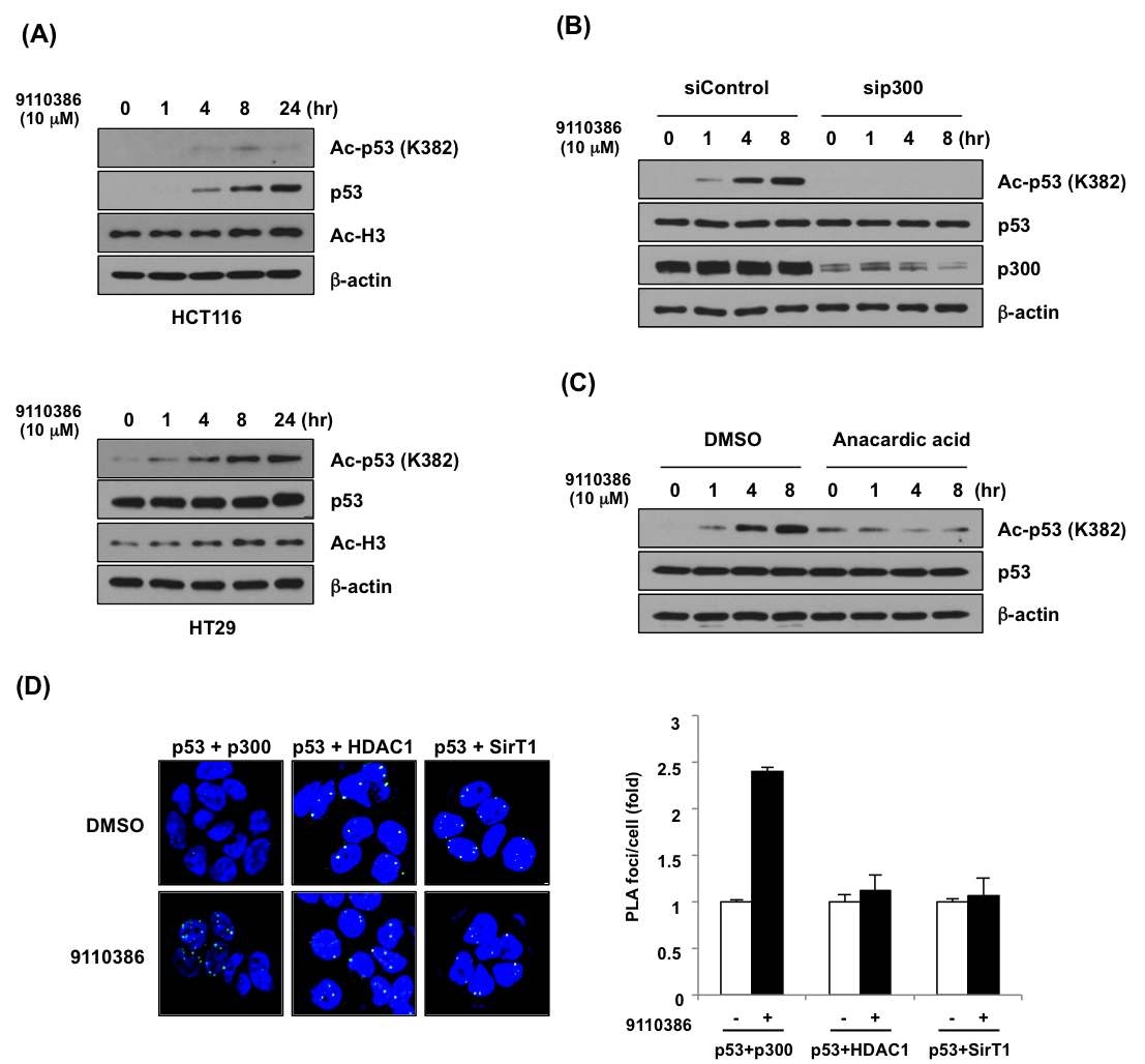 PTP에 의한 p53의 acetylation 조절 기전